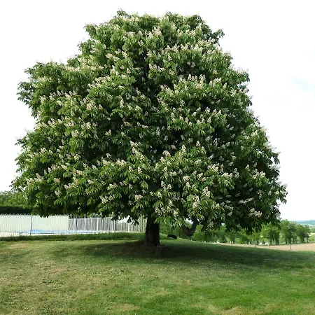 ベッド・アンド・ブレックファスト A L'ombre Du Marronnier 4*