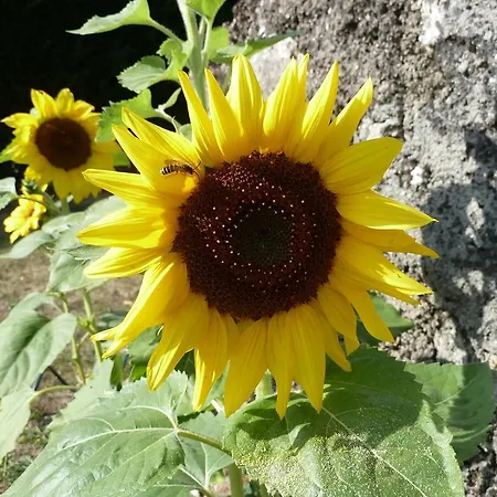 ベッド・アンド・ブレックファスト A L'ombre Du Marronnier 4*